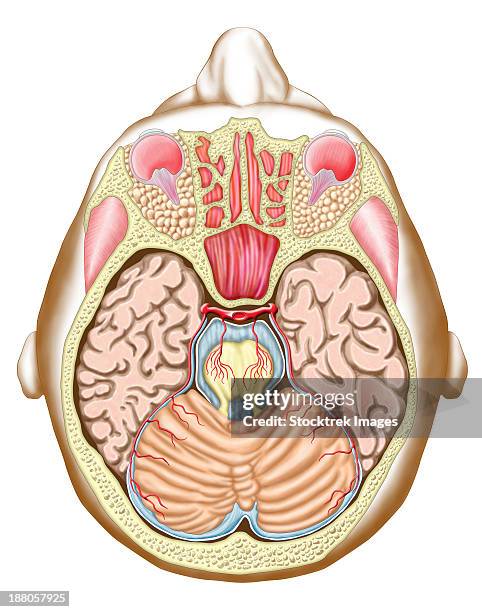 bildbanksillustrationer, clip art samt tecknat material och ikoner med transverse section of the midbrain. - basal ganglia