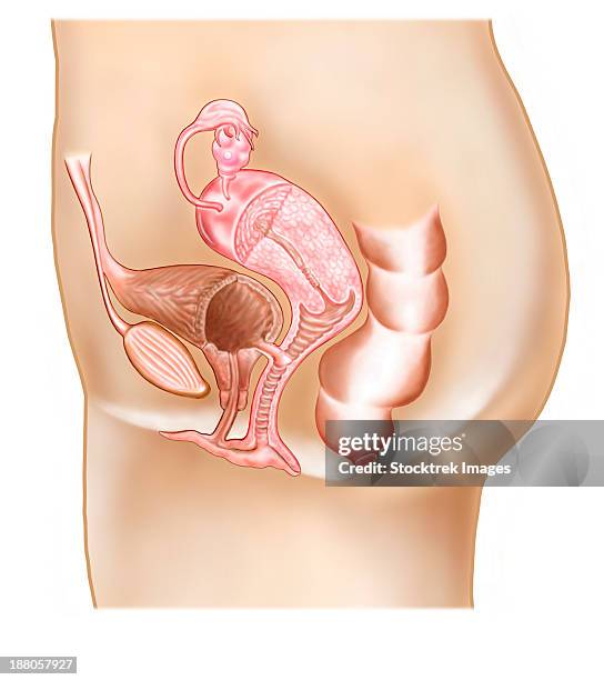 female vesicovaginal fistula, cross section. - intimzone stock-grafiken, -clipart, -cartoons und -symbole