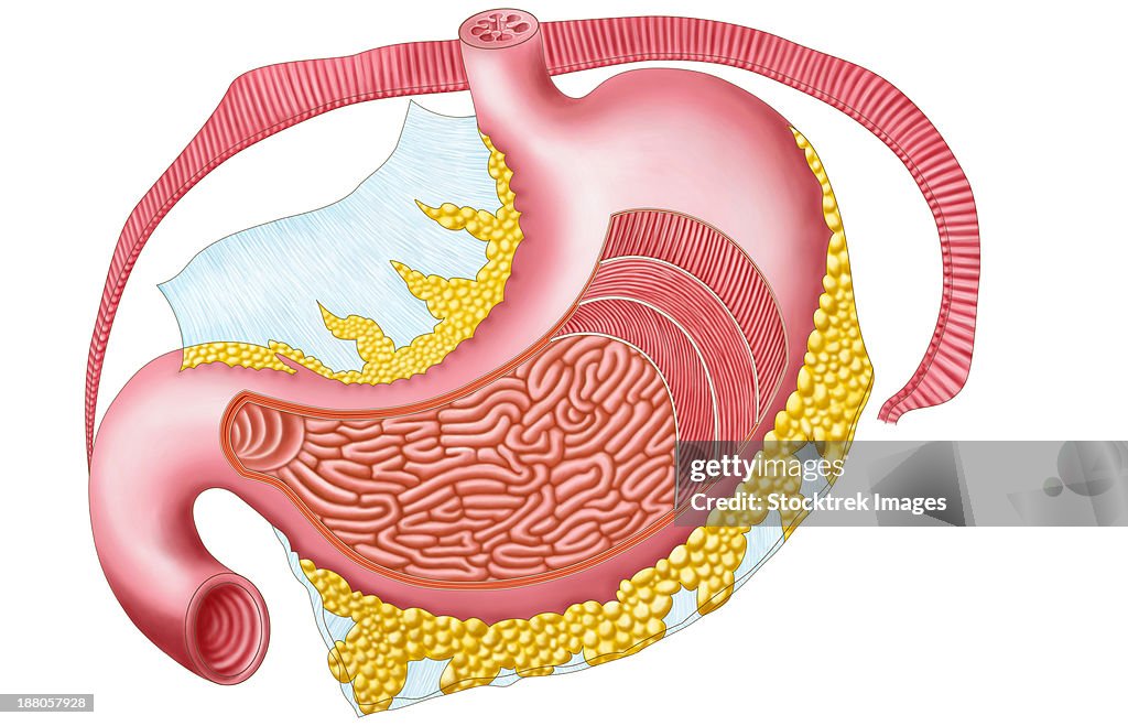 Anatomy Of The Human Stomach High Biology Diagrams