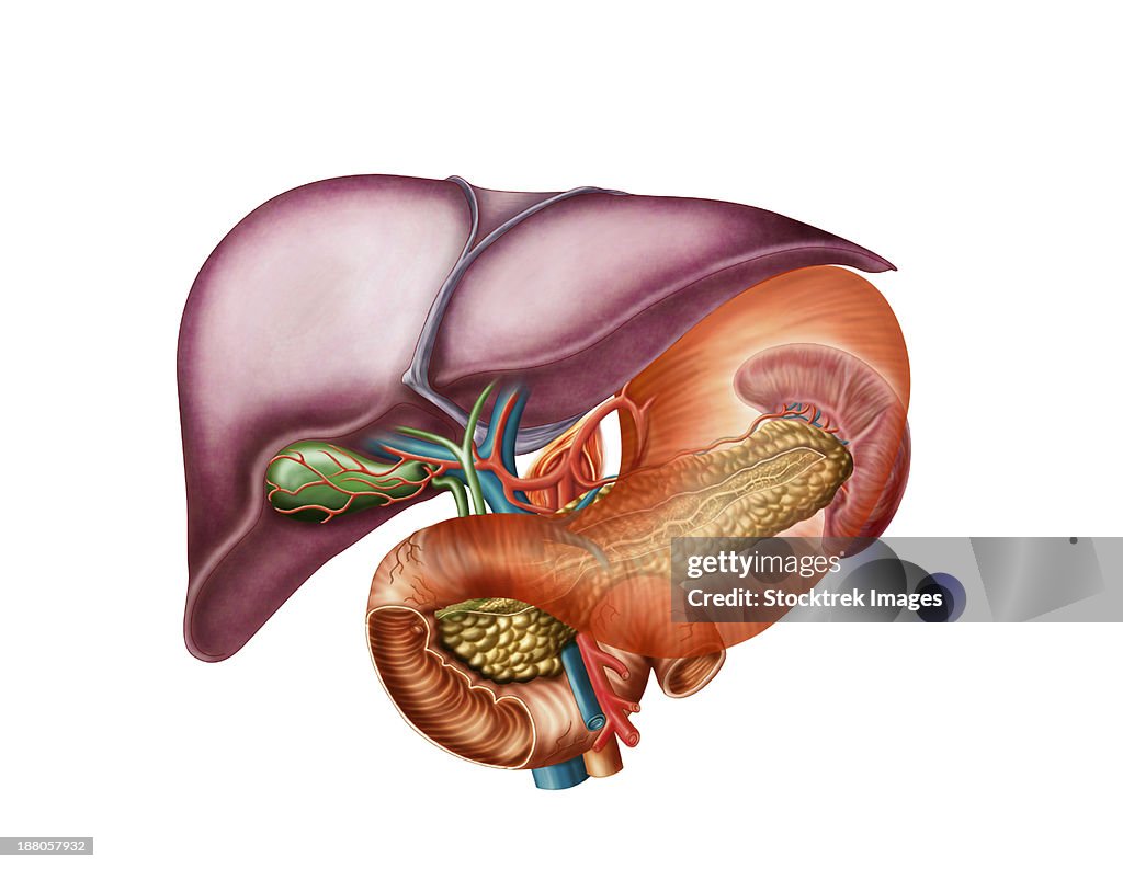 Anatomy of liver, antero-visceral view.