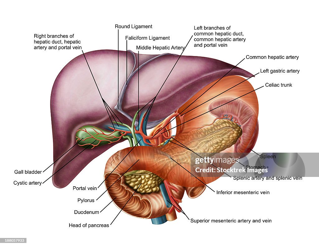 Anatomy of liver, antero-visceral view.