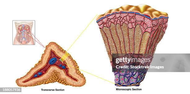 anatomy of adrenal gland, cross section. - zona glomerulosa stock illustrations