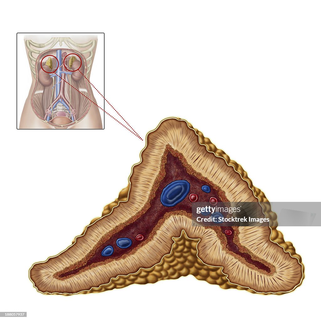 Anatomy of adrenal gland, transverse section.