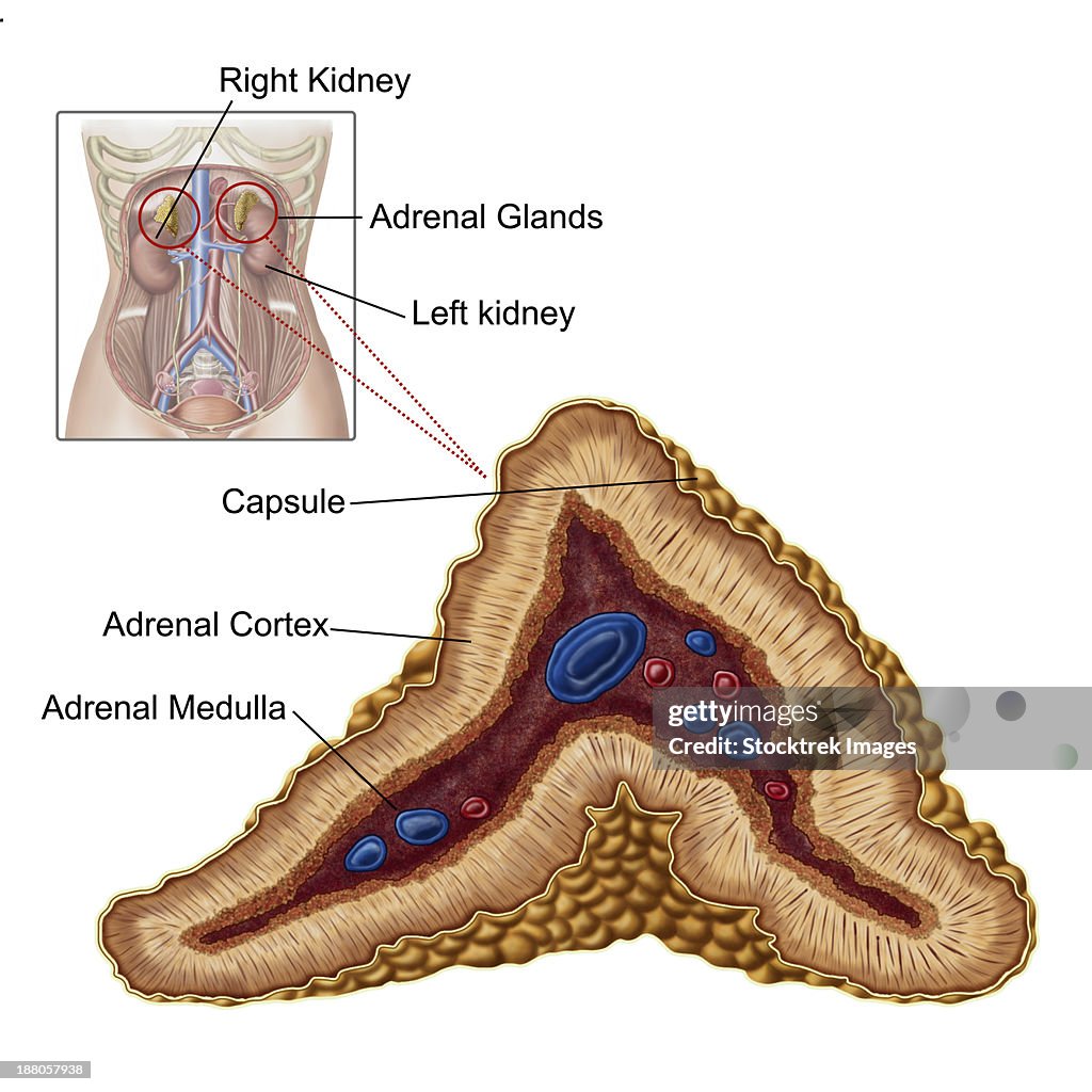 Anatomy of adrenal gland, transverse section.