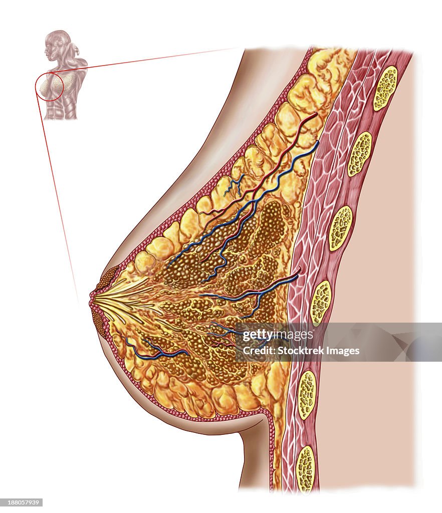 Anatomy of the female breast.