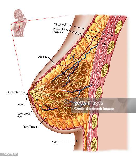 ilustraciones, imágenes clip art, dibujos animados e iconos de stock de anatomy of the female breast. - tejido adiposo