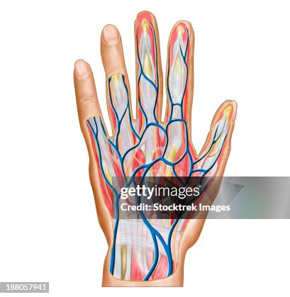 Hand Human Back Anatomy Of Back Of Human Hand High-Res Vector Graphic - Getty Images