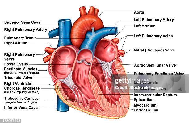 anatomy of heart interior, frontal section. - frontaal stock illustrations