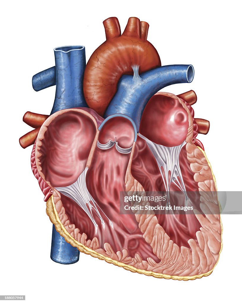 Interior of human heart.