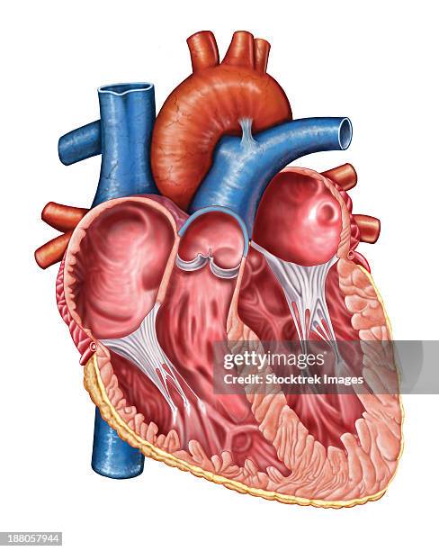 interior of human heart. - cutaway drawing 幅插畫檔、美工圖案、卡通及圖標