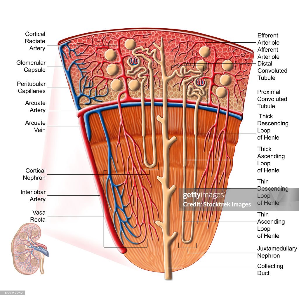Anatomy of human kidney function.