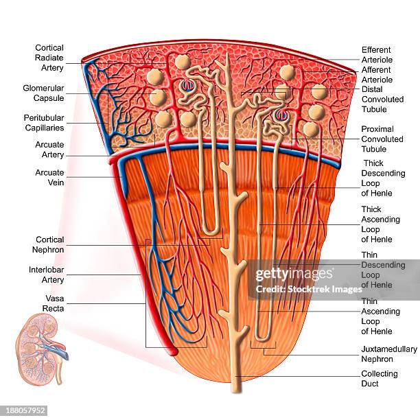 anatomy of human kidney function. - 傍尿細管毛細血管点のイラスト素材／クリップアート素材／マンガ素材／アイコン素材