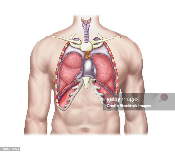 ilustrações, clipart, desenhos animados e ícones de anatomy of human lungs in situ. - esterno