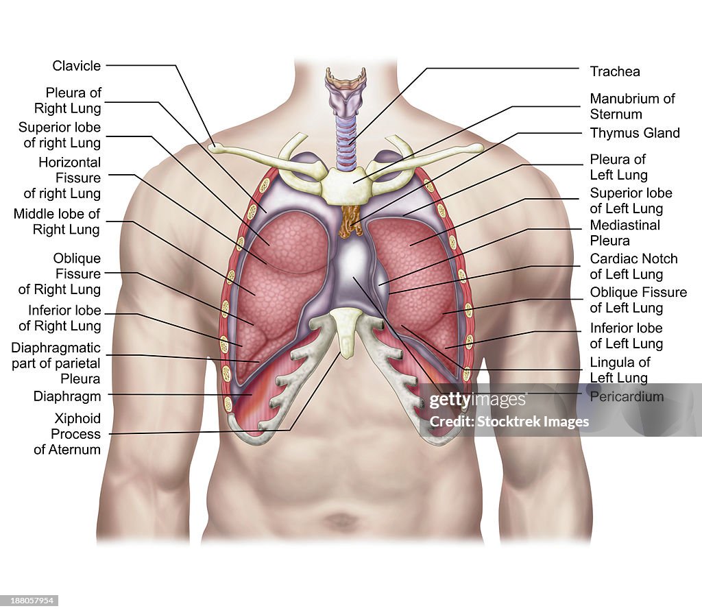 Anatomy of human lungs in situ.