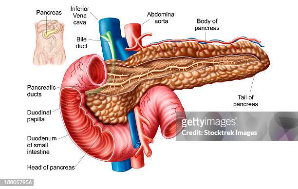 anatomy of pancreas. - menschliche bauchspeicheldrüse stock-grafiken, -clipart, -cartoons und -symbole