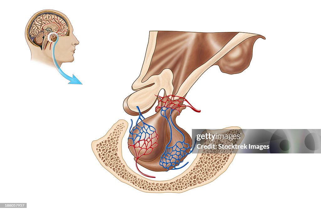 Anatomy of pituitary gland.