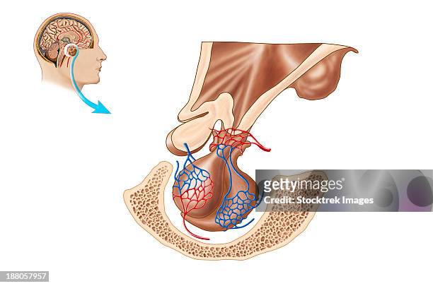 illustrazioni stock, clip art, cartoni animati e icone di tendenza di anatomy of pituitary gland. - diencephalon