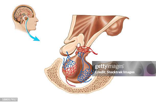 anatomy of pituitary gland. - diencephalon stock illustrations