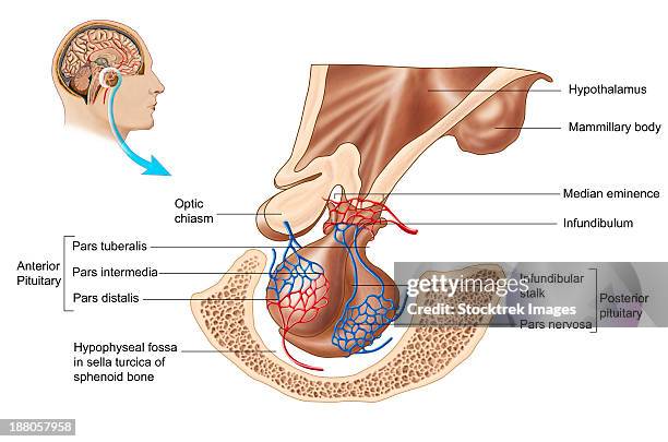 illustrations, cliparts, dessins animés et icônes de anatomy of pituitary gland. - glande pituitaire
