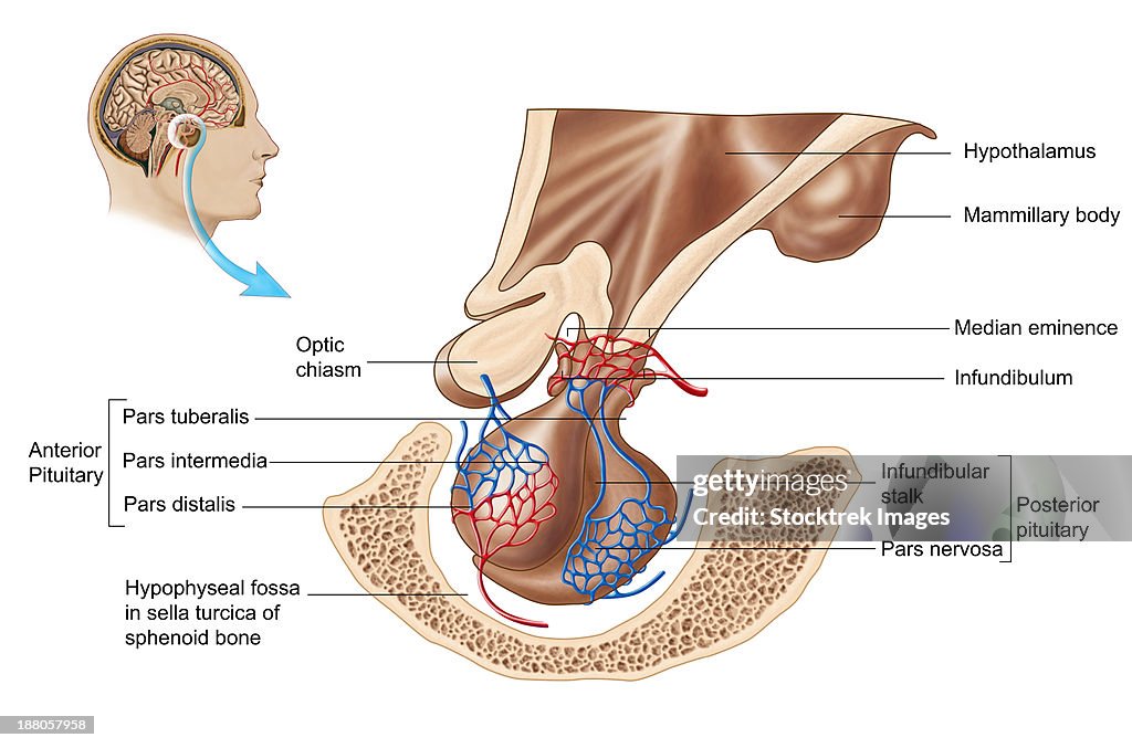 Anatomy of pituitary gland.