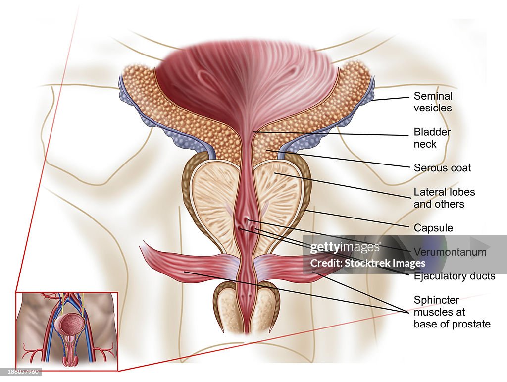 Anatomy of prostate gland.