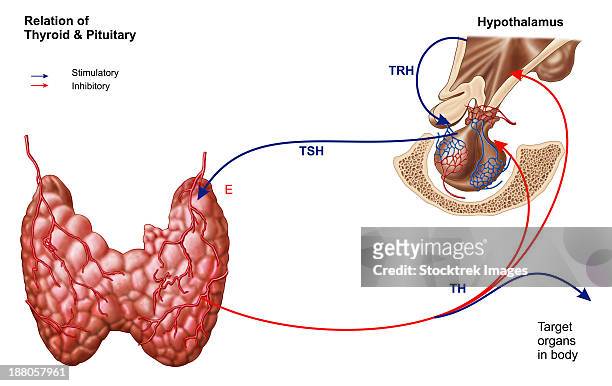 stockillustraties, clipart, cartoons en iconen met relation of thyroid and pituitary gland. - diencephalon