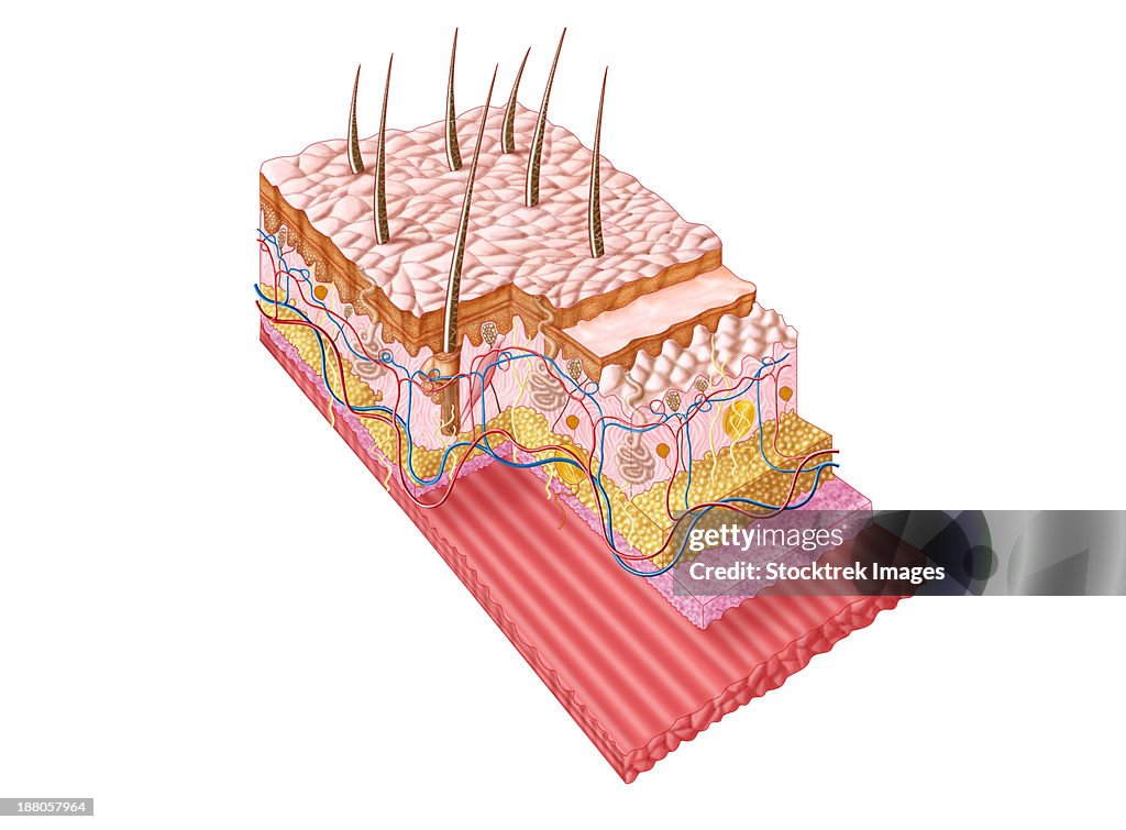 Anatomy of the human skin.