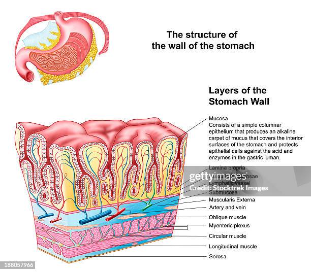 anatomy of the structure and layers of the stomach wall. - lamina propria stock-grafiken, -clipart, -cartoons und -symbole