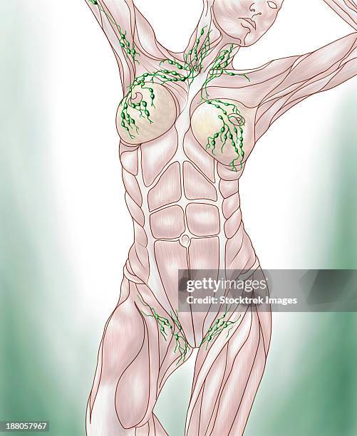 anatomy of superficial (surface) lymphatics. - leistenregion stock-grafiken, -clipart, -cartoons und -symbole