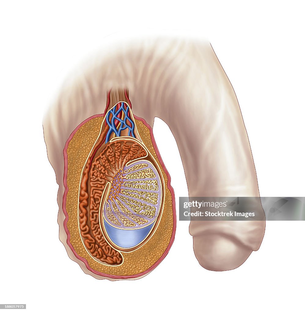 Anatomy of male testis.