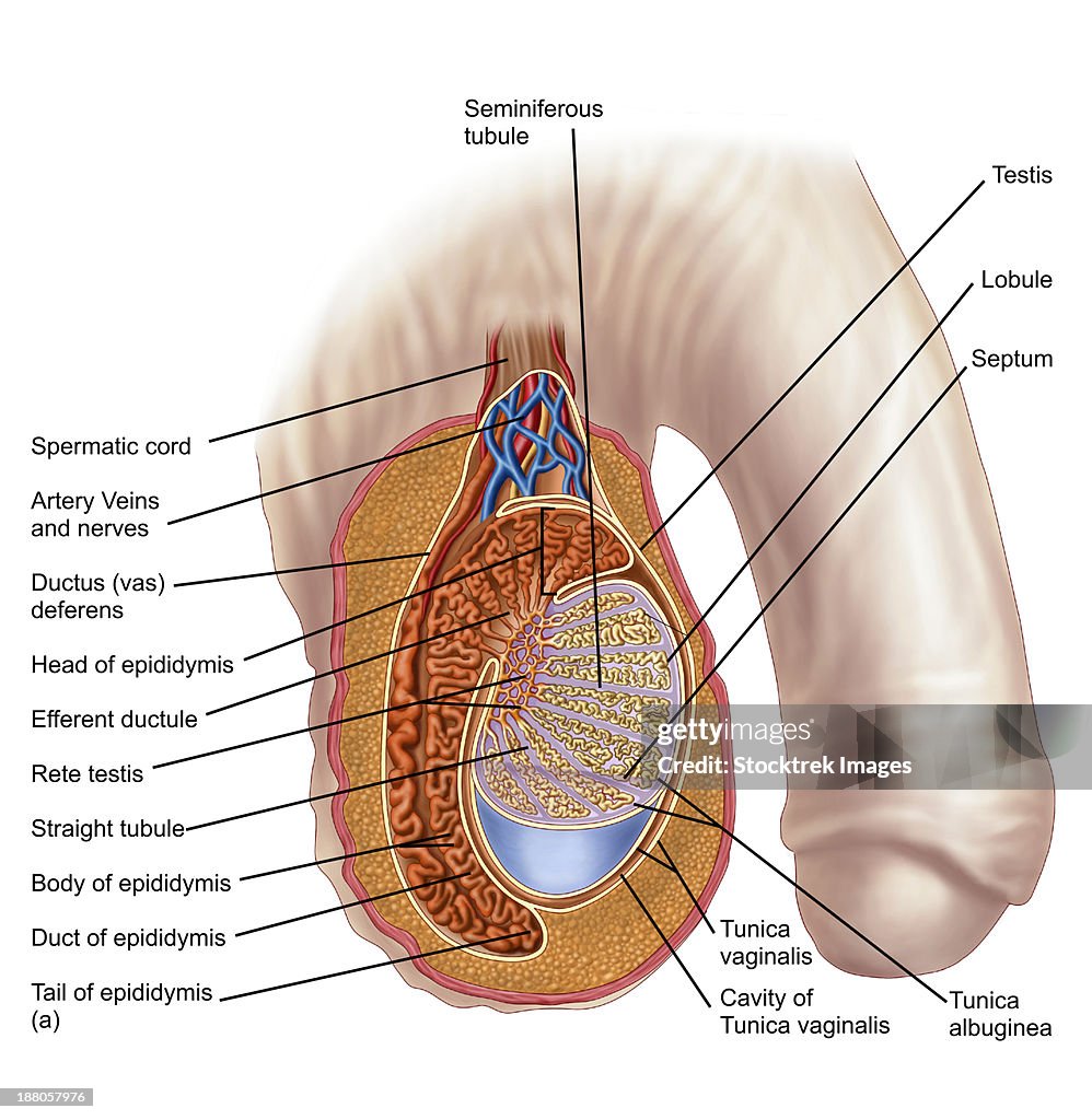 Anatomy of male testis.