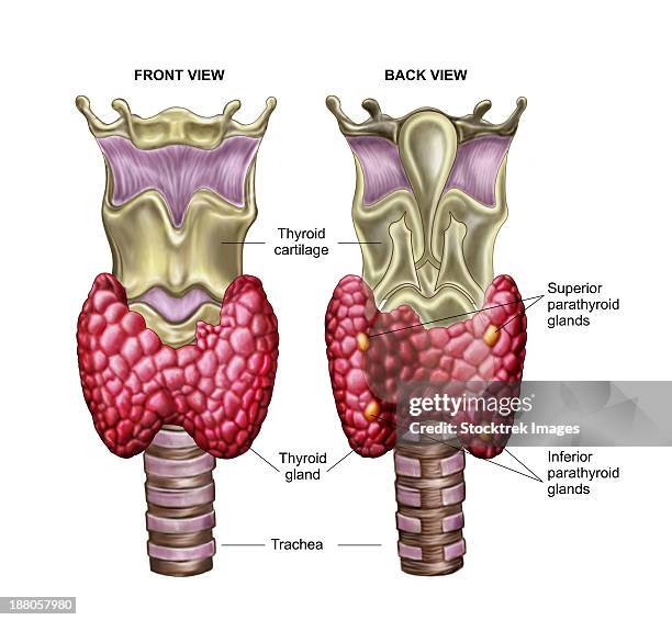 anatomy of thyroid gland with larynx & cartilage. - the endocrine system diagram stock illustrations