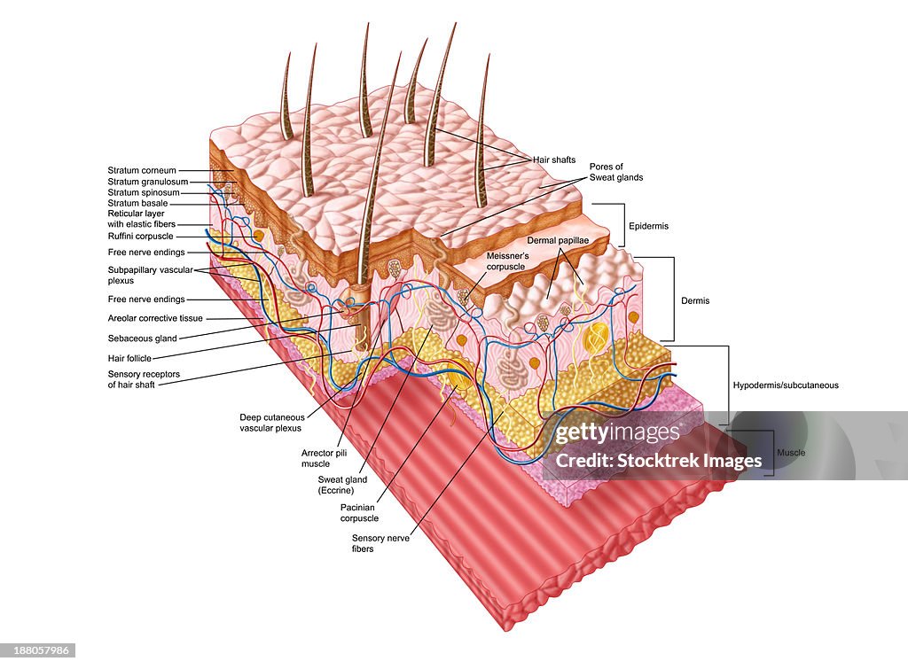 Anatomy of the human skin.