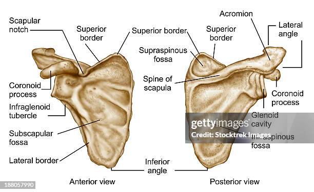 ilustrações, clipart, desenhos animados e ícones de medical illustration of human scapula bone. - omoplata