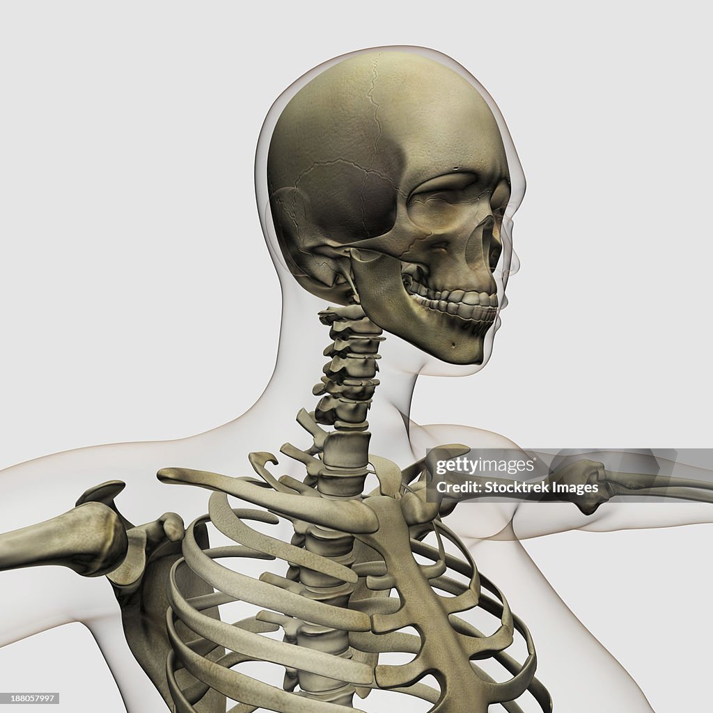 Skeleton Three View Medical Illustration Of A Womans Skull And Skeletal System Three ...