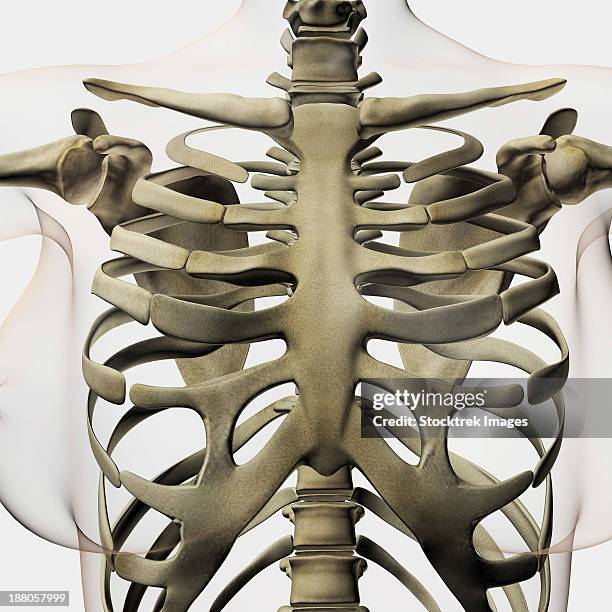 three dimensional view of female sternum and rib cage. - animal spine stock illustrations