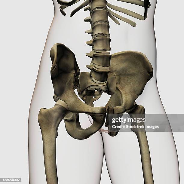 three dimensional view of human pelvic bones. - acetabulum stock illustrations