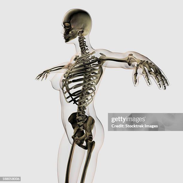 three dimensional view of female skeletal system. - proximal phalanges stock illustrations