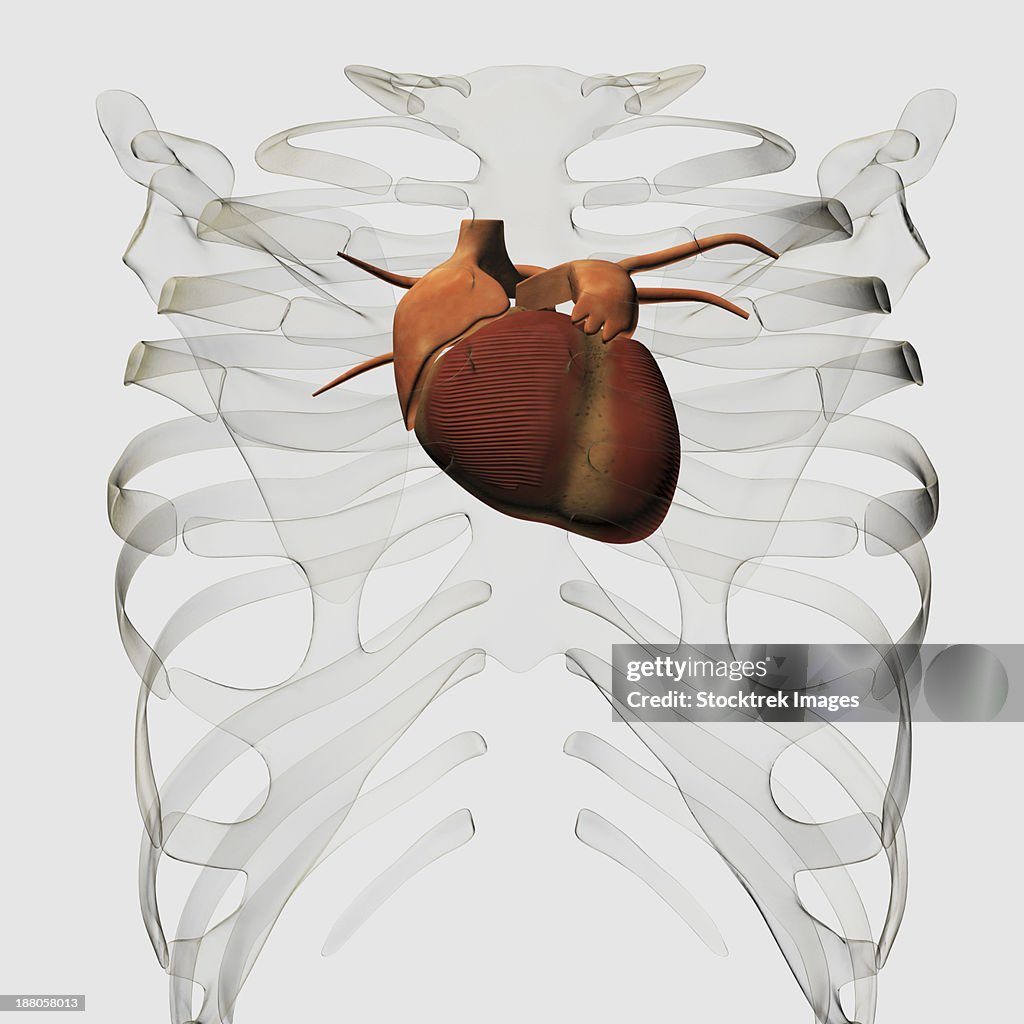 Heart Inside Ribs Medical Illustration Of Human Heart And Rib Cage Three Dimensional View ...