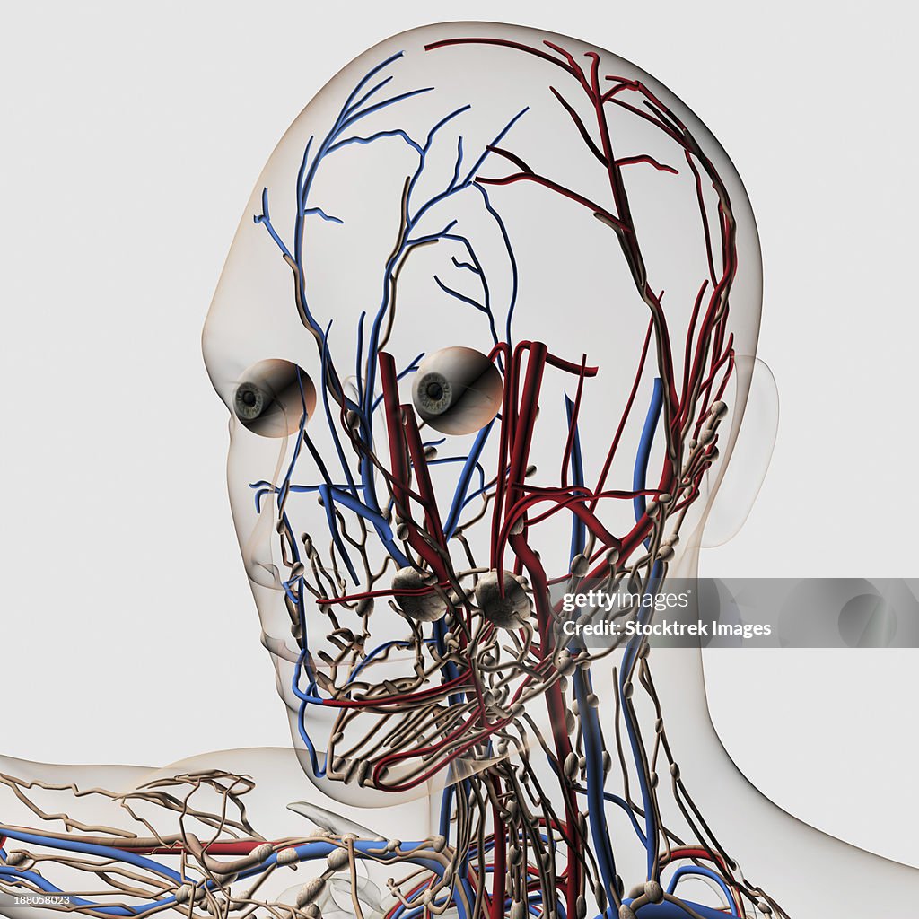 Medical illustration of head arteries, veins and lymphatic system, front view.