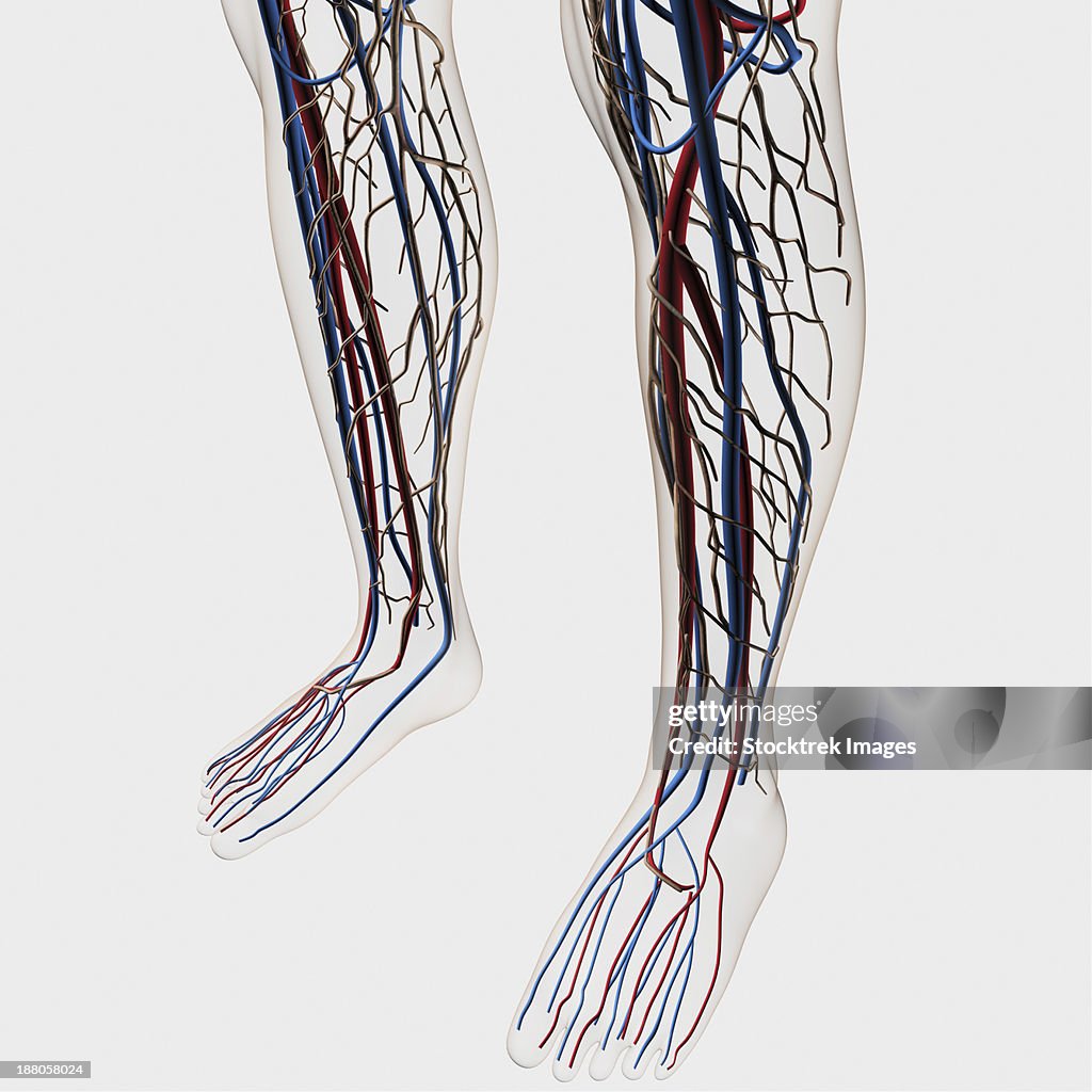 Medical illustration of arteries, veins and lymphatic system in human legs and feet.
