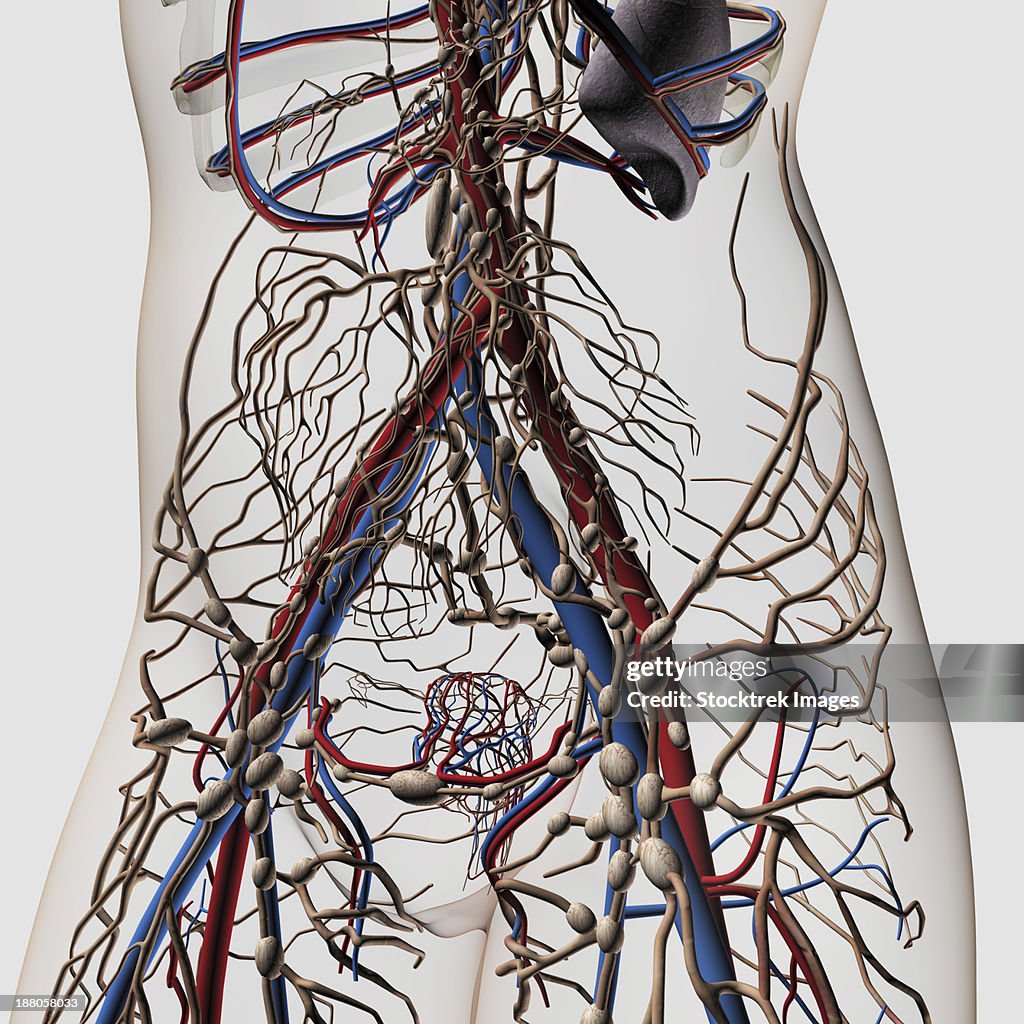 Medical illustration of arteries, veins and lymphatic system in female midsection, front view.