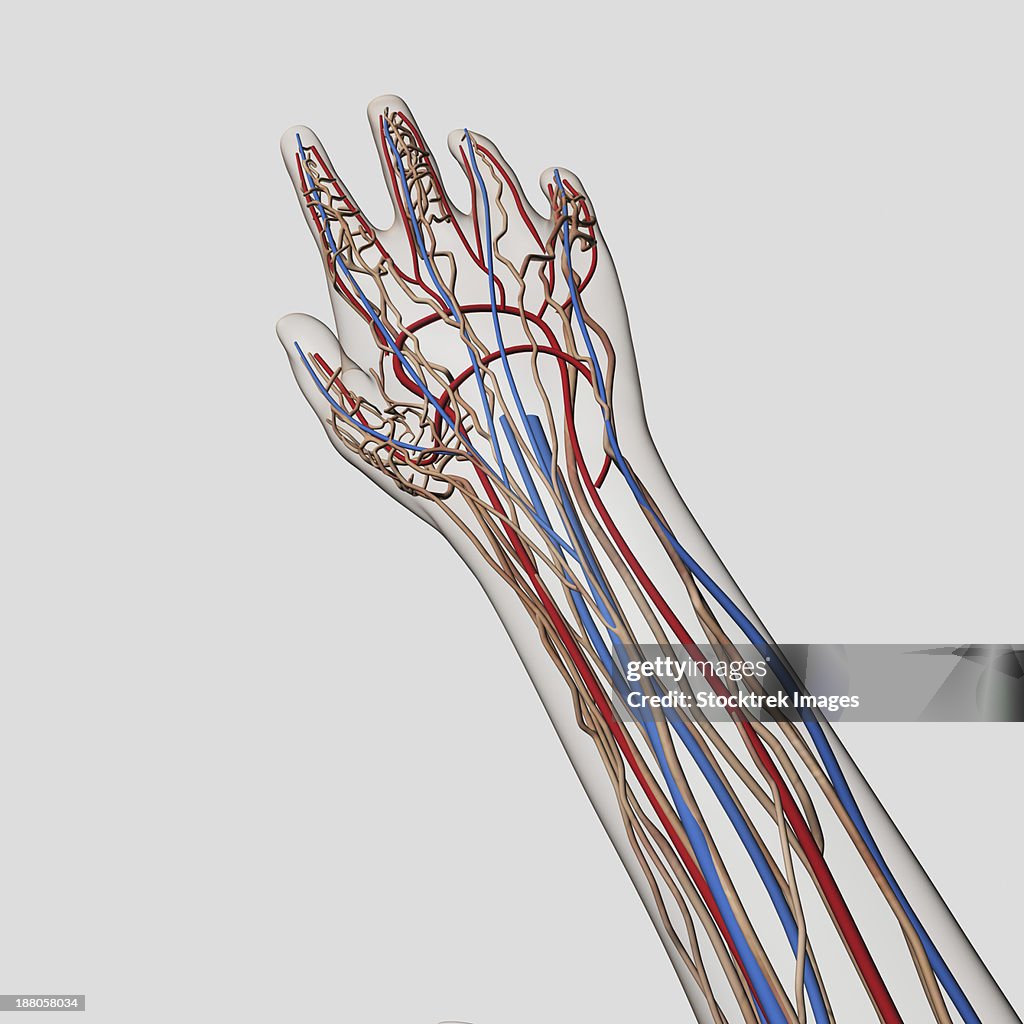 Medical illustration of arteries, veins and lymphatic system in human hand and arm.