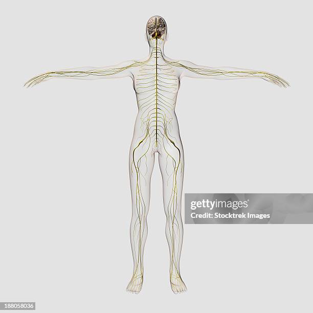 medical illustration of the human nervous system and brain, full frontal view. - plexus lumbalis stock-grafiken, -clipart, -cartoons und -symbole