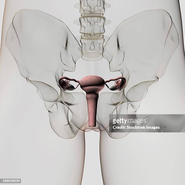 three dimensional view of female reproductive system, lower front close-up. - schambeinfuge stock-grafiken, -clipart, -cartoons und -symbole