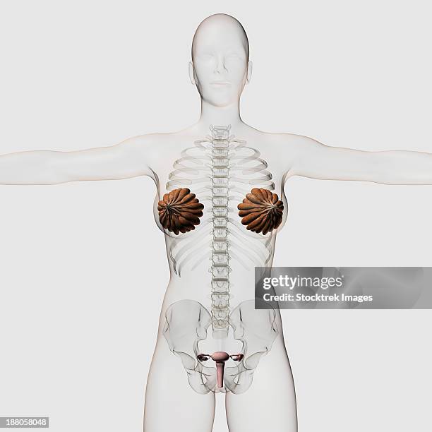 three dimensional view of the female reproductive system, full frontal view. - frontaal stock illustrations