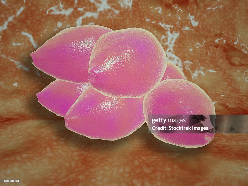 Microscopic view of birch tree pollen. Birch tree pollen is considered to be an important allergenic tree pollen.