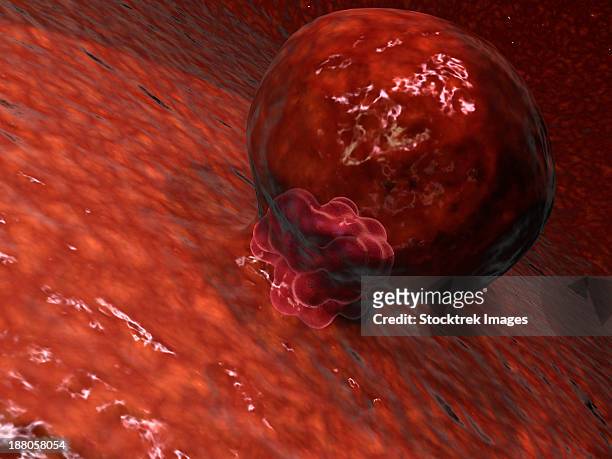 ilustrações de stock, clip art, desenhos animados e ícones de a blastocyst begins implanting in the wall of the uterus. - trofoblasto sincicial