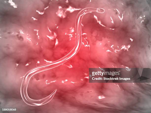 microscopic view of hookworm. - dog tapeworm stock-grafiken, -clipart, -cartoons und -symbole