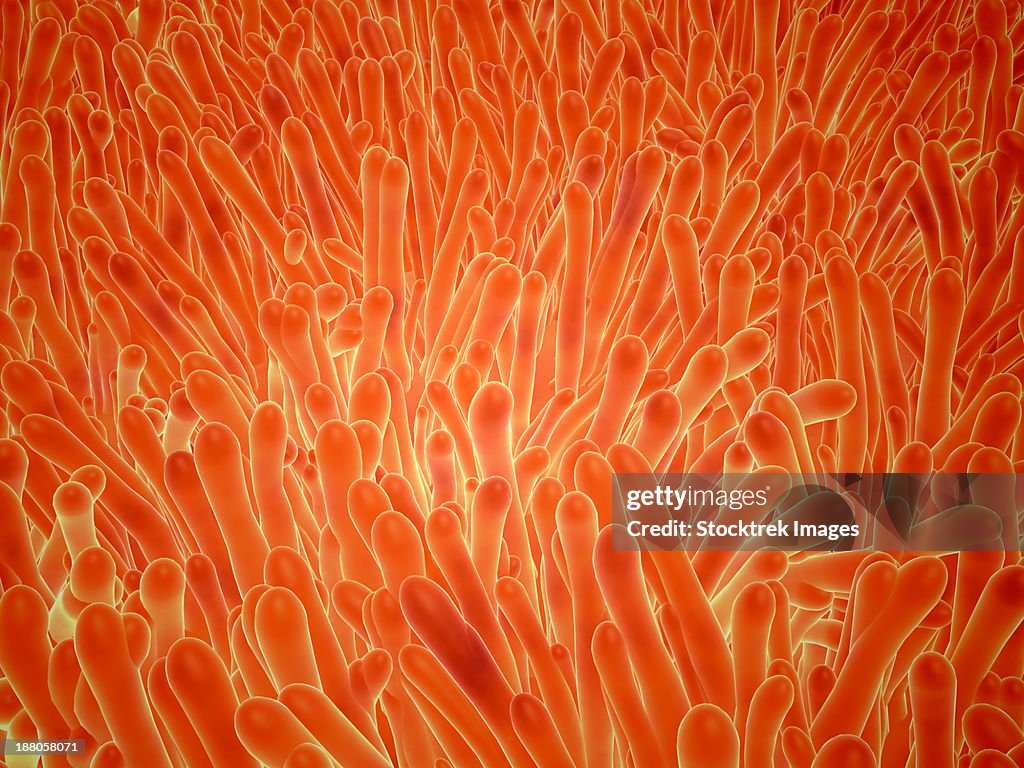 Microscopic view of intestinal villi which can be found inside of the small intestine.